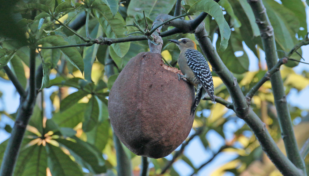 Hoffmann's Woodpecker